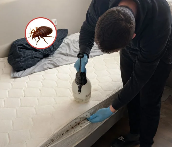 Technicien traitant un matelas contre les punaises de lit à Poigny-la-Forêt